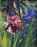 Garden Irises
